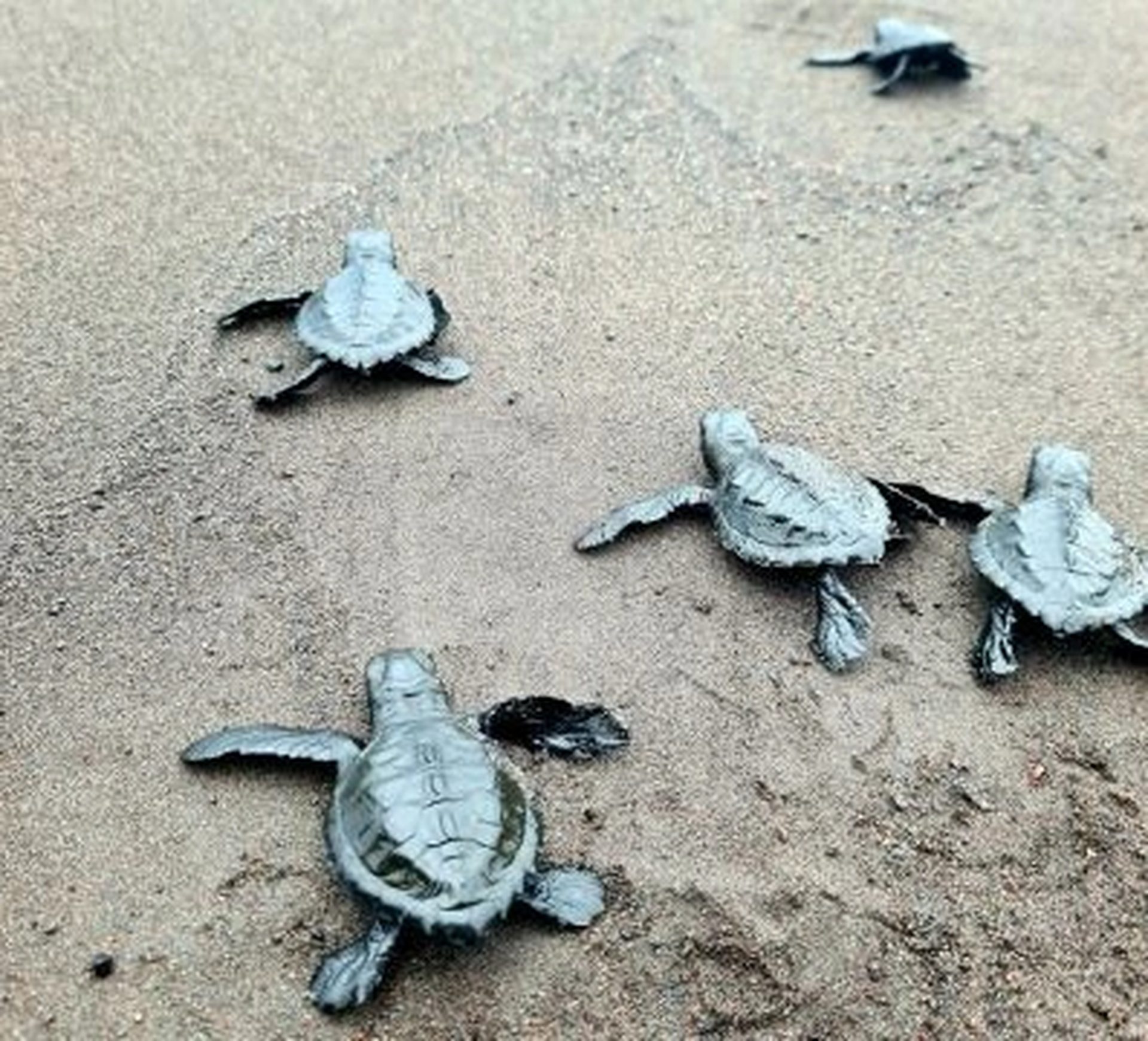freedon sea turtles