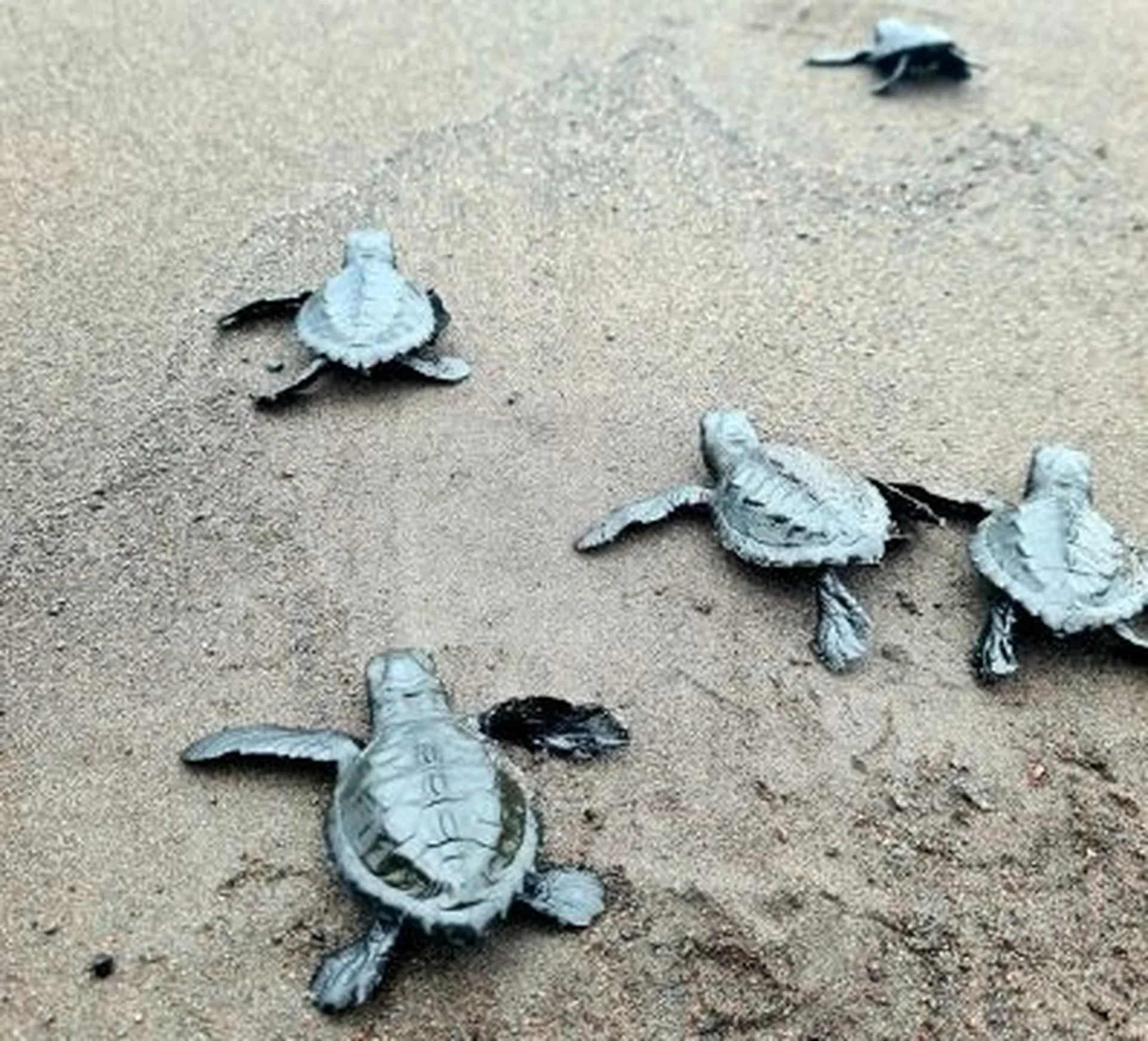 freedon sea turtles