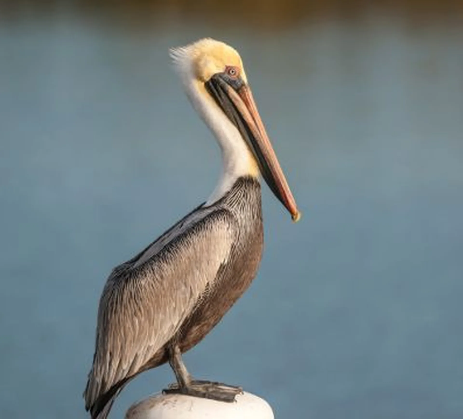 pelican thinking