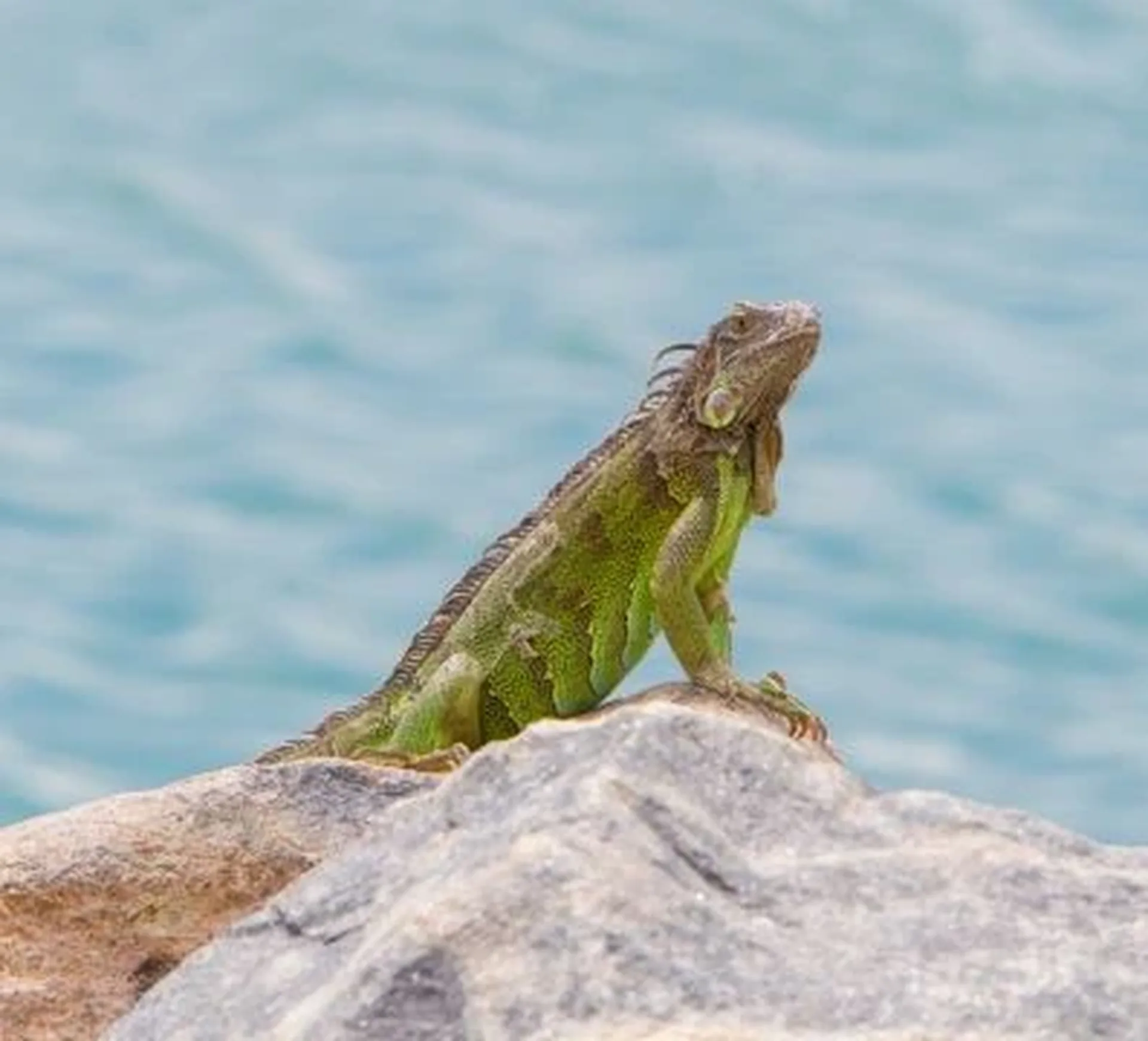 iguana tomando el sol