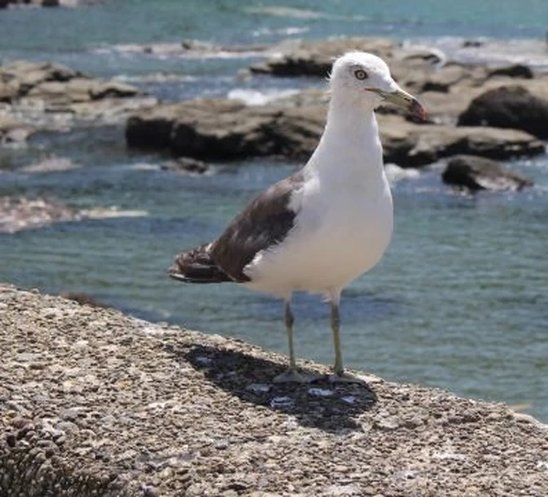 a seagul on the malecon