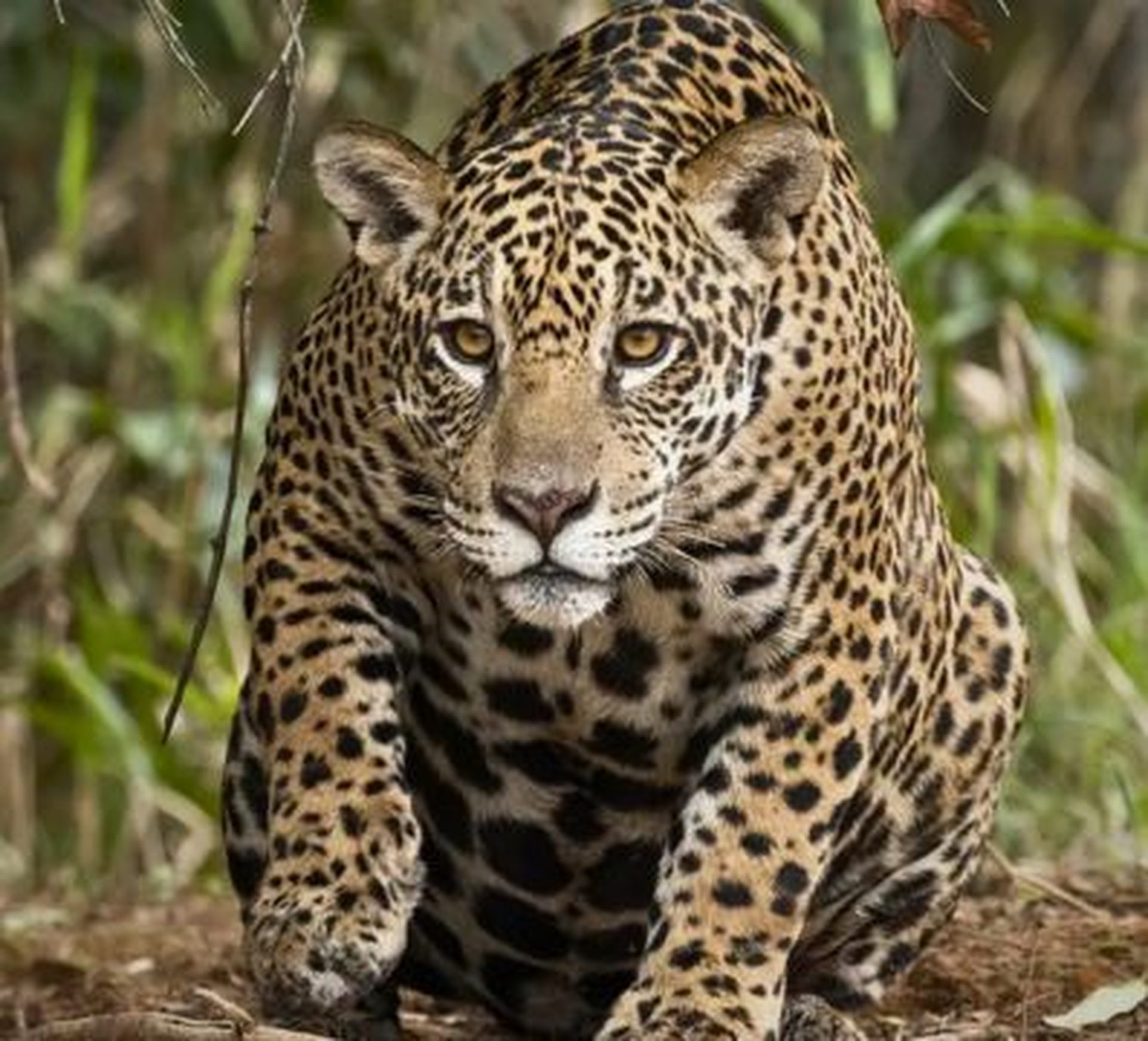 a jaguar spotted in the jungle