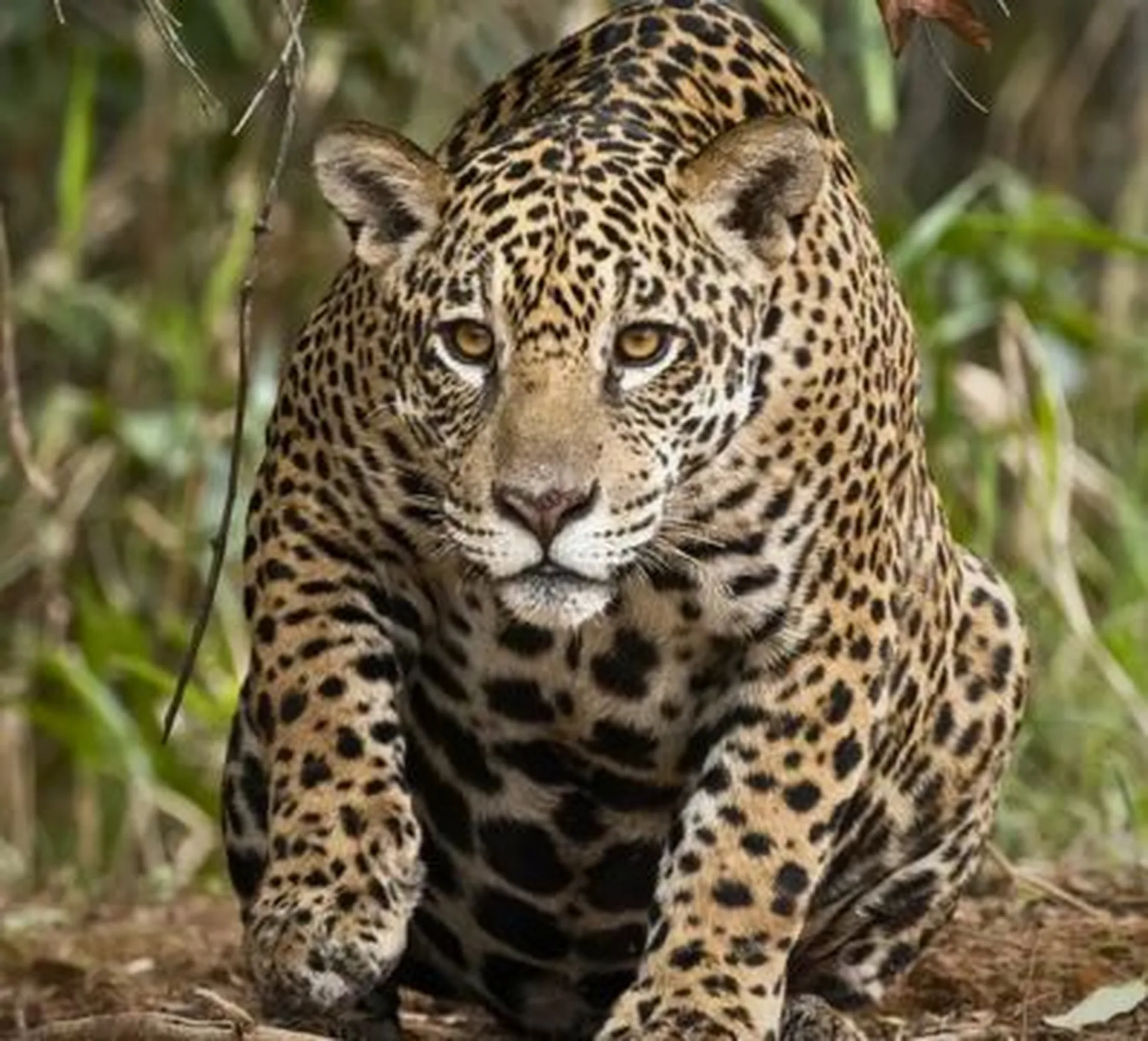 a jaguar spotted in the jungle