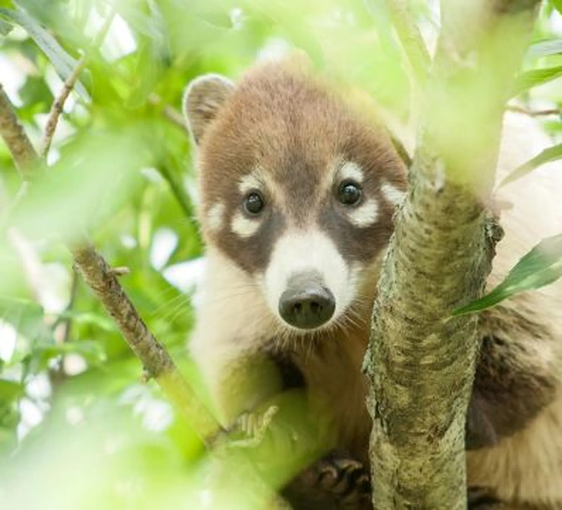 little coati staring