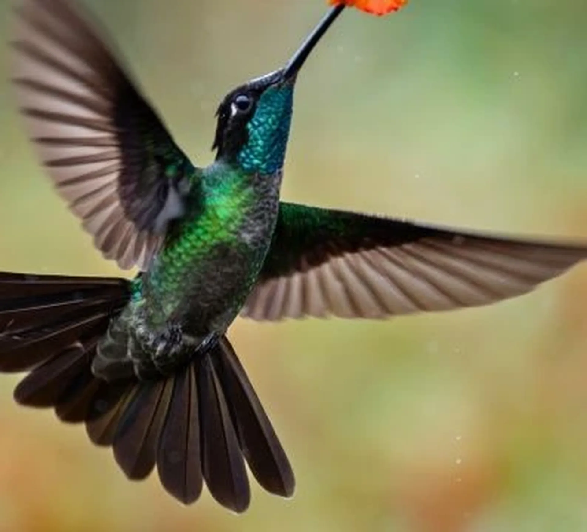 a hummingbird pollinating