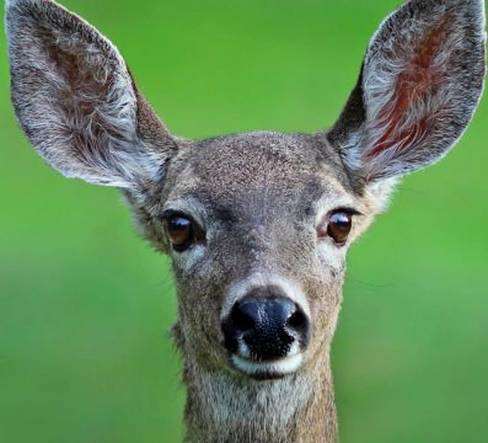 deer looking at camera