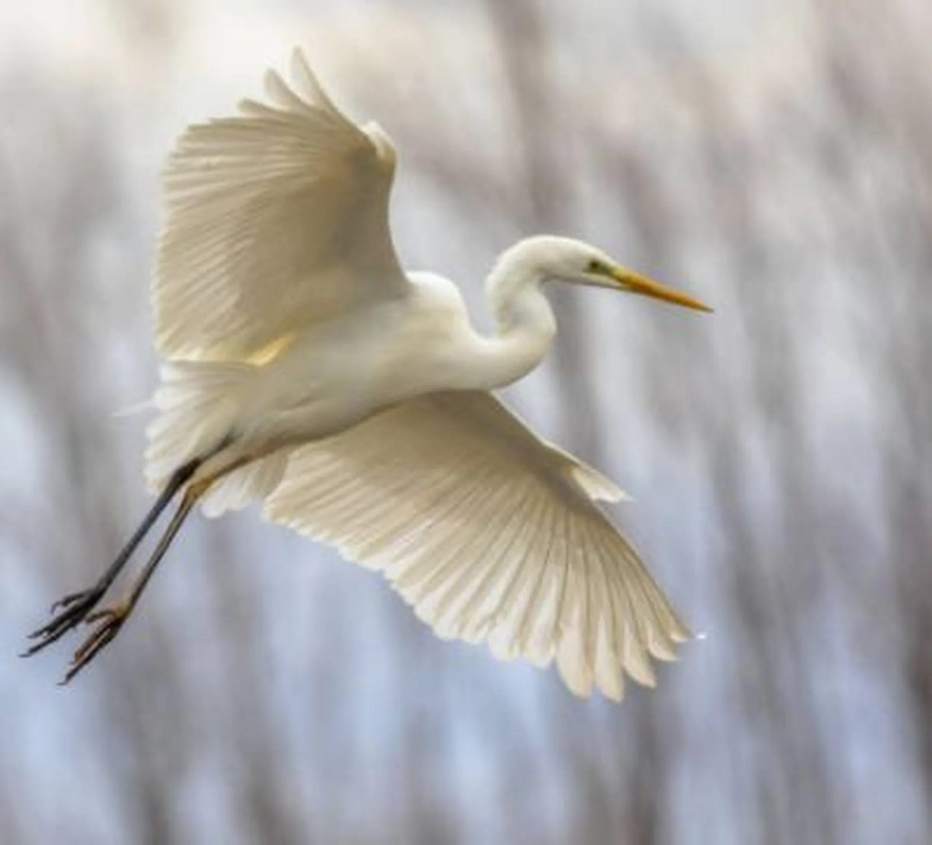 white heron flying