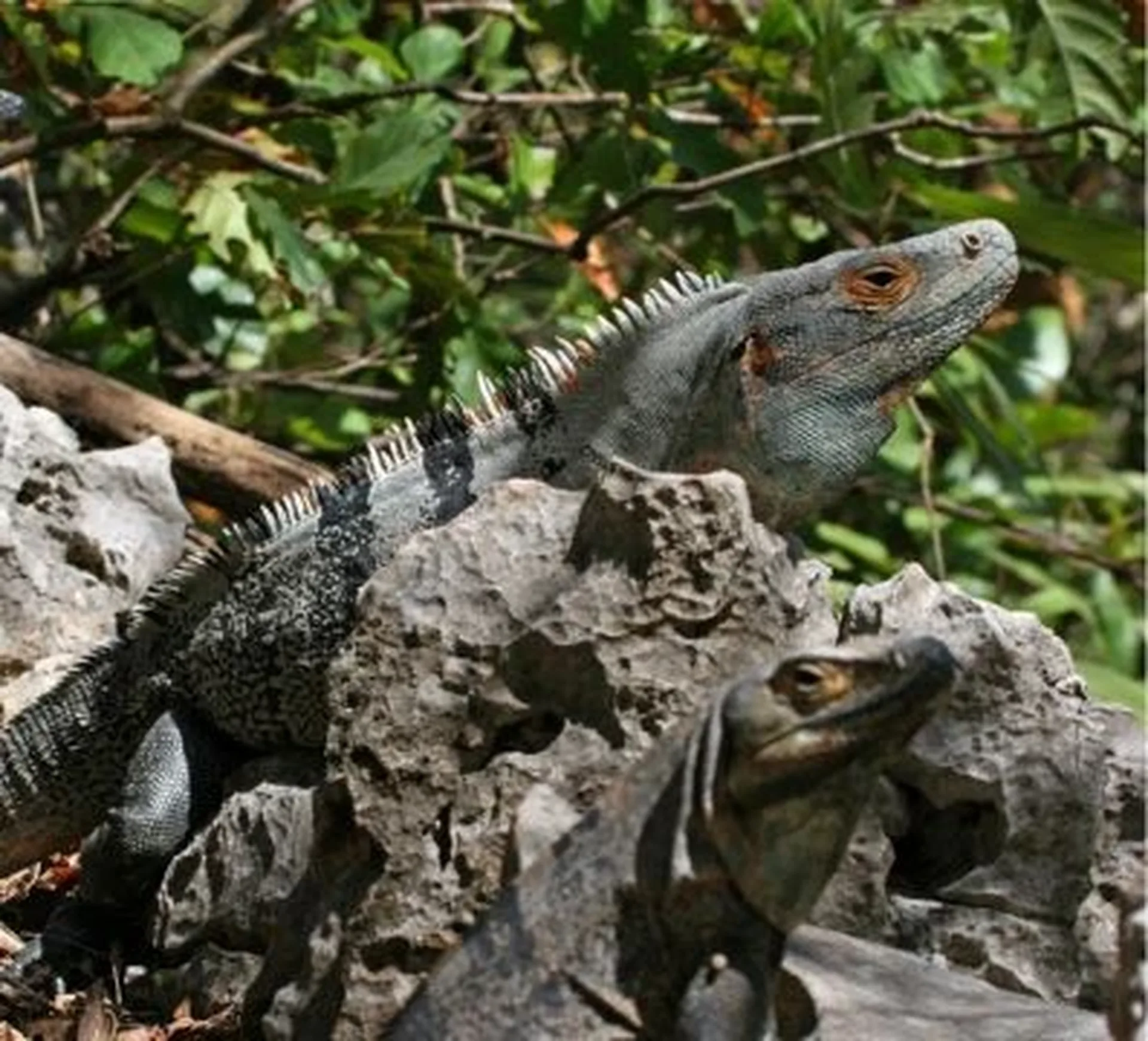 black iguana in the jungle
