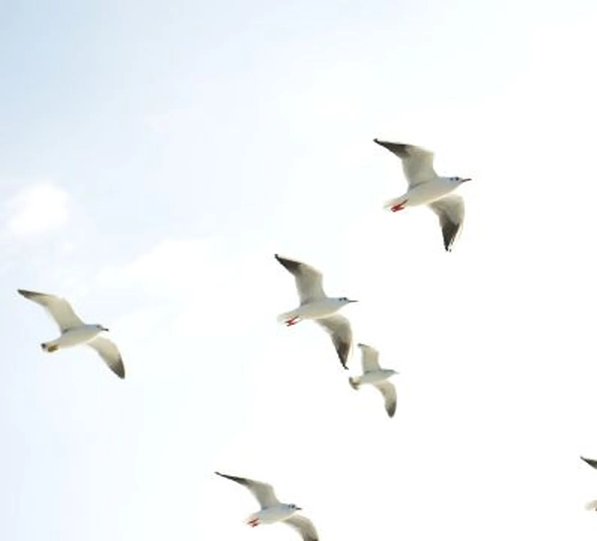 seagulls in the sky