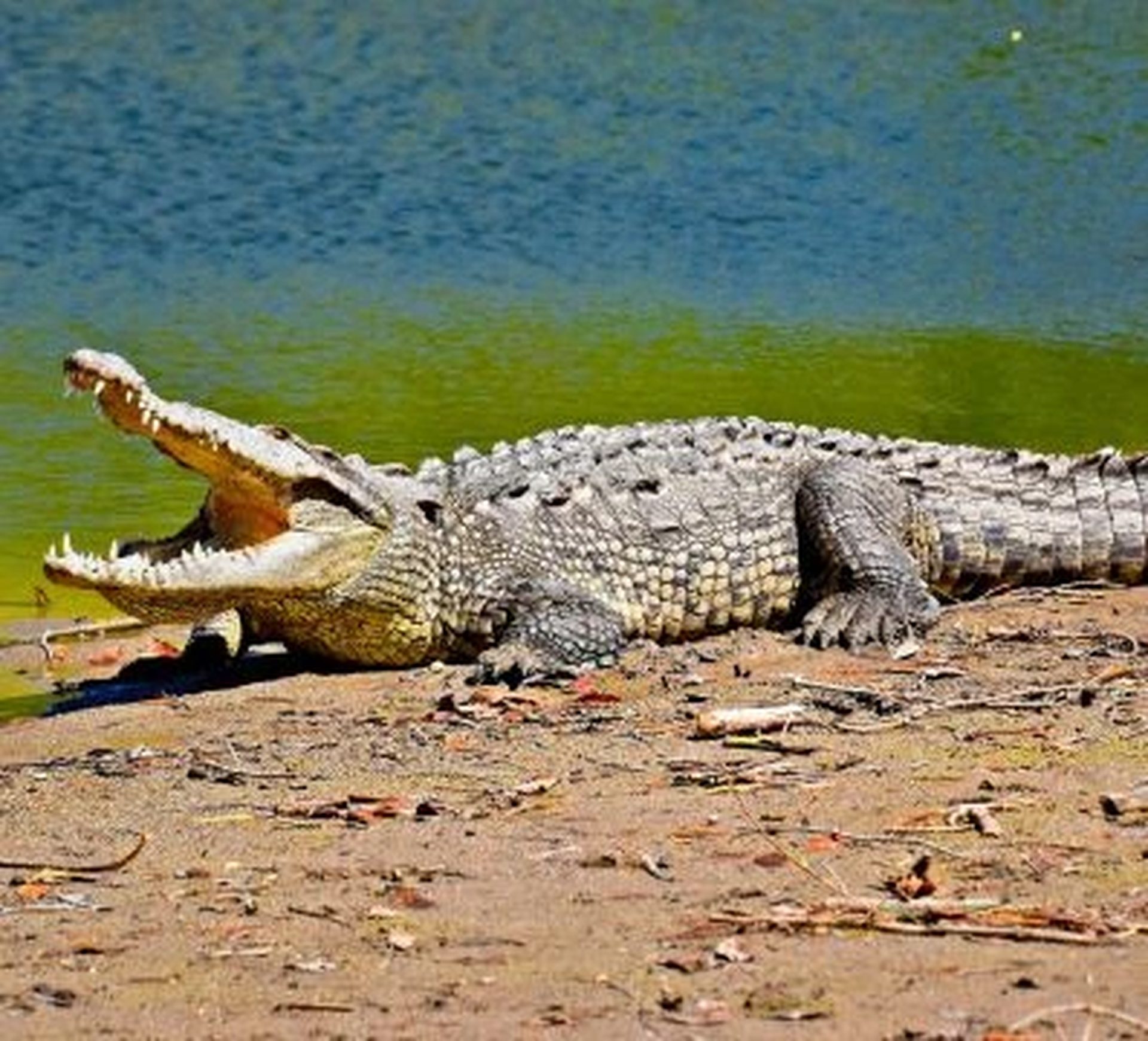 crocodile on the beach