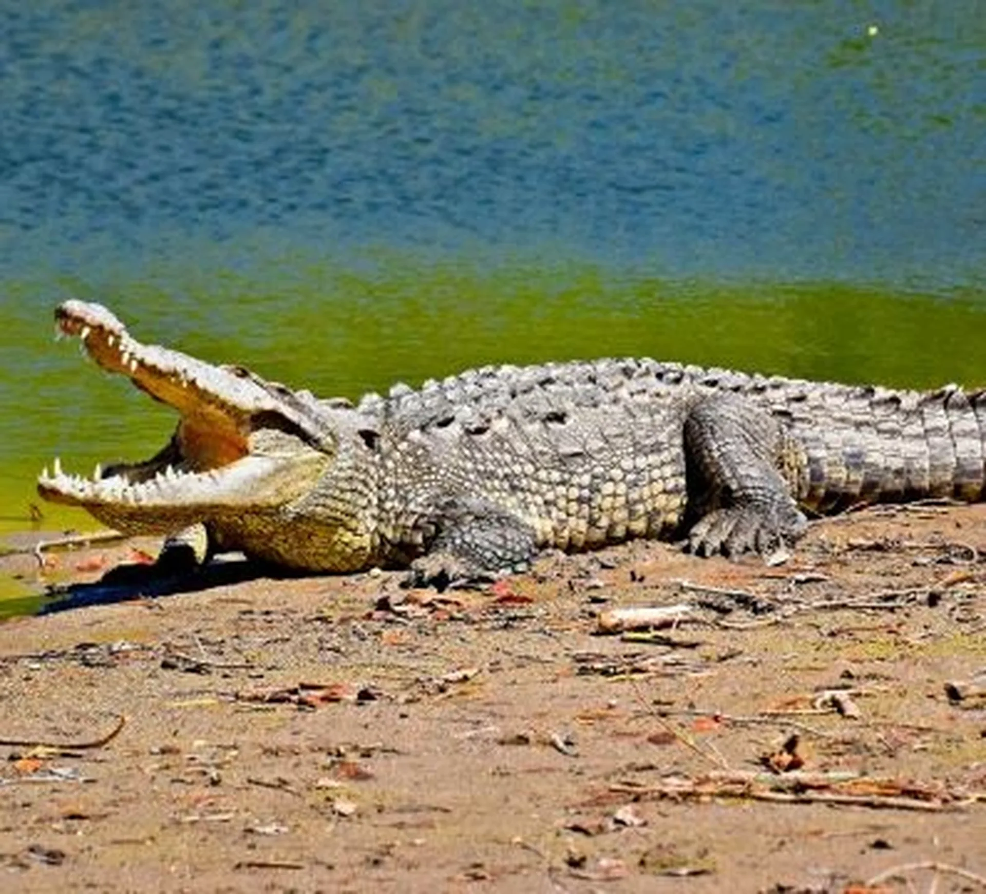 crocodile on the beach