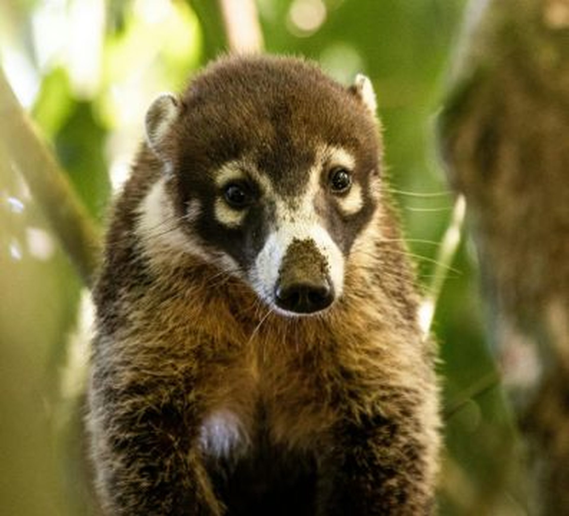 beautiful coatis