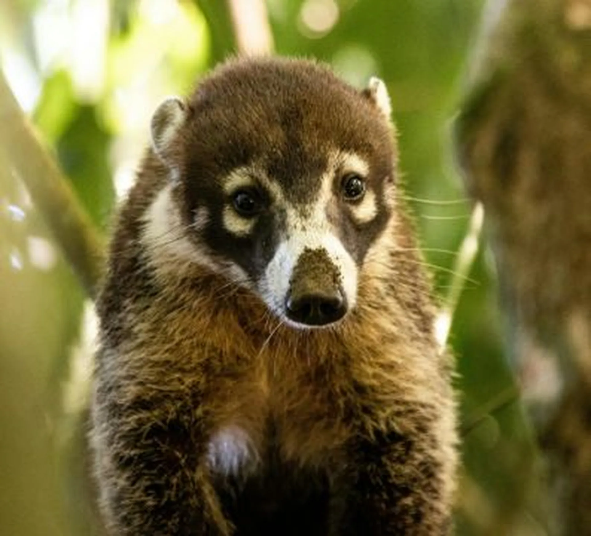 beautiful coatis