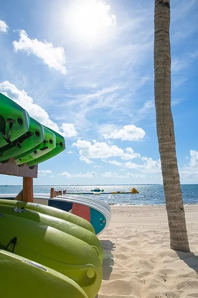 Kayaks and paddleboards on a sunny, sandy beach with a palm tree and calm ocean waves in the background.
