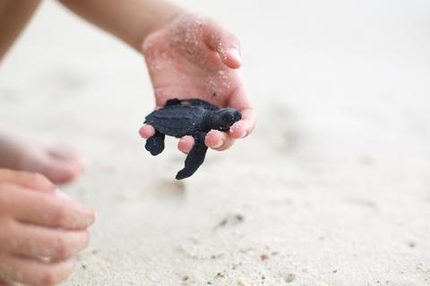 Garza Blanca Puerto Vallarta Resort