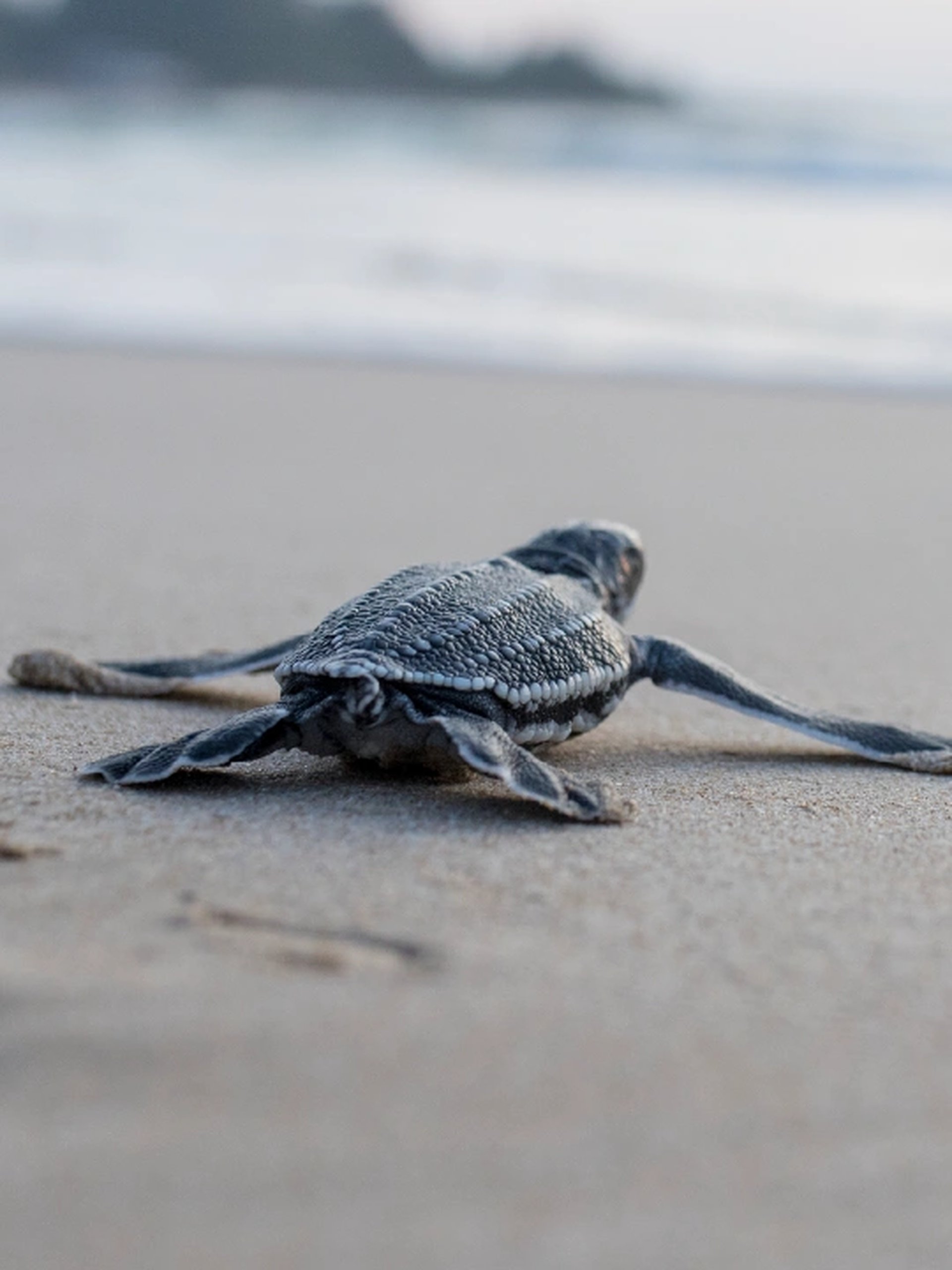 A baby sea turtle crawls across the sandy beach toward the ocean, with blurred waves in the background.