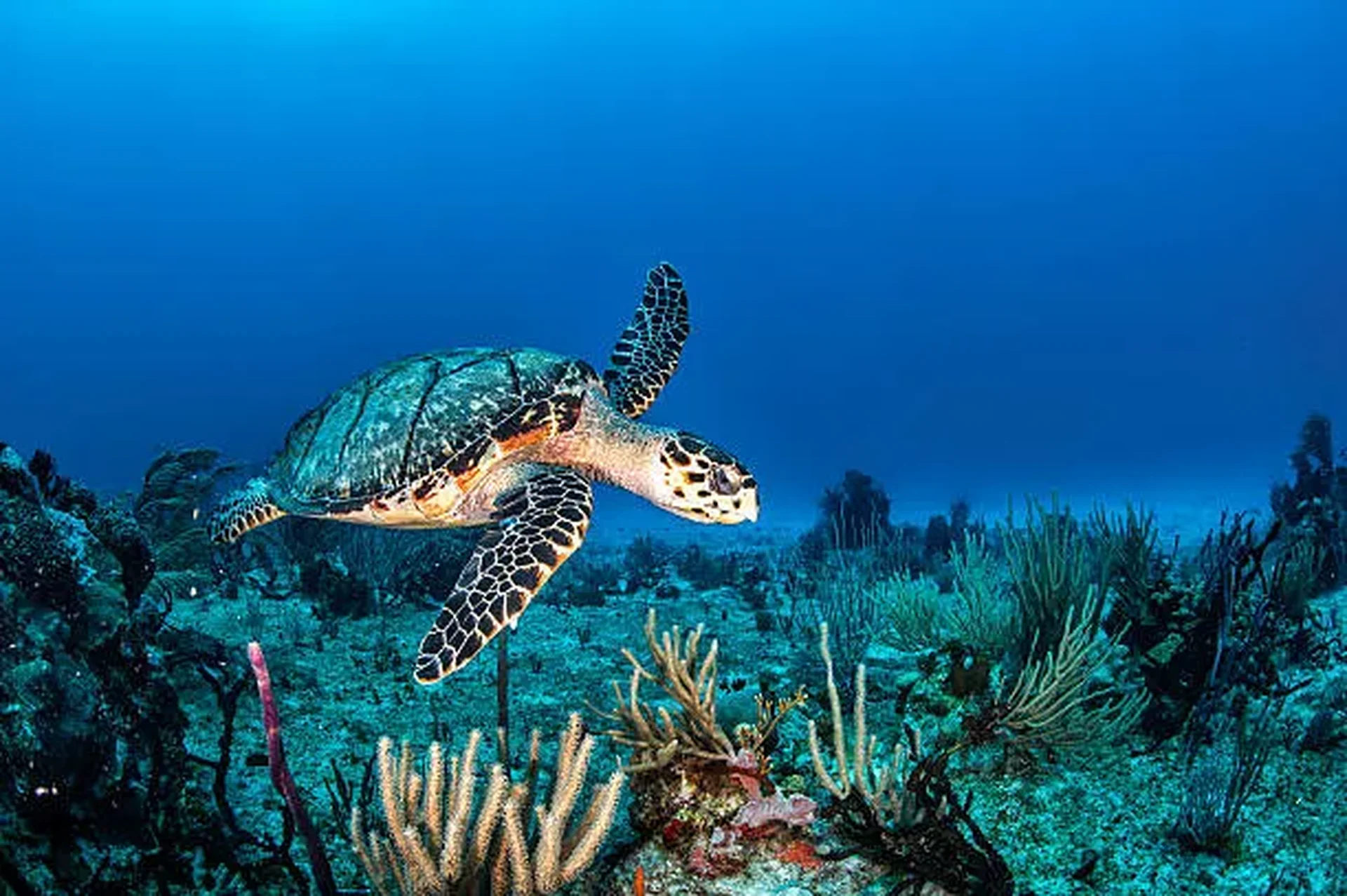 snorkelers-and-divers