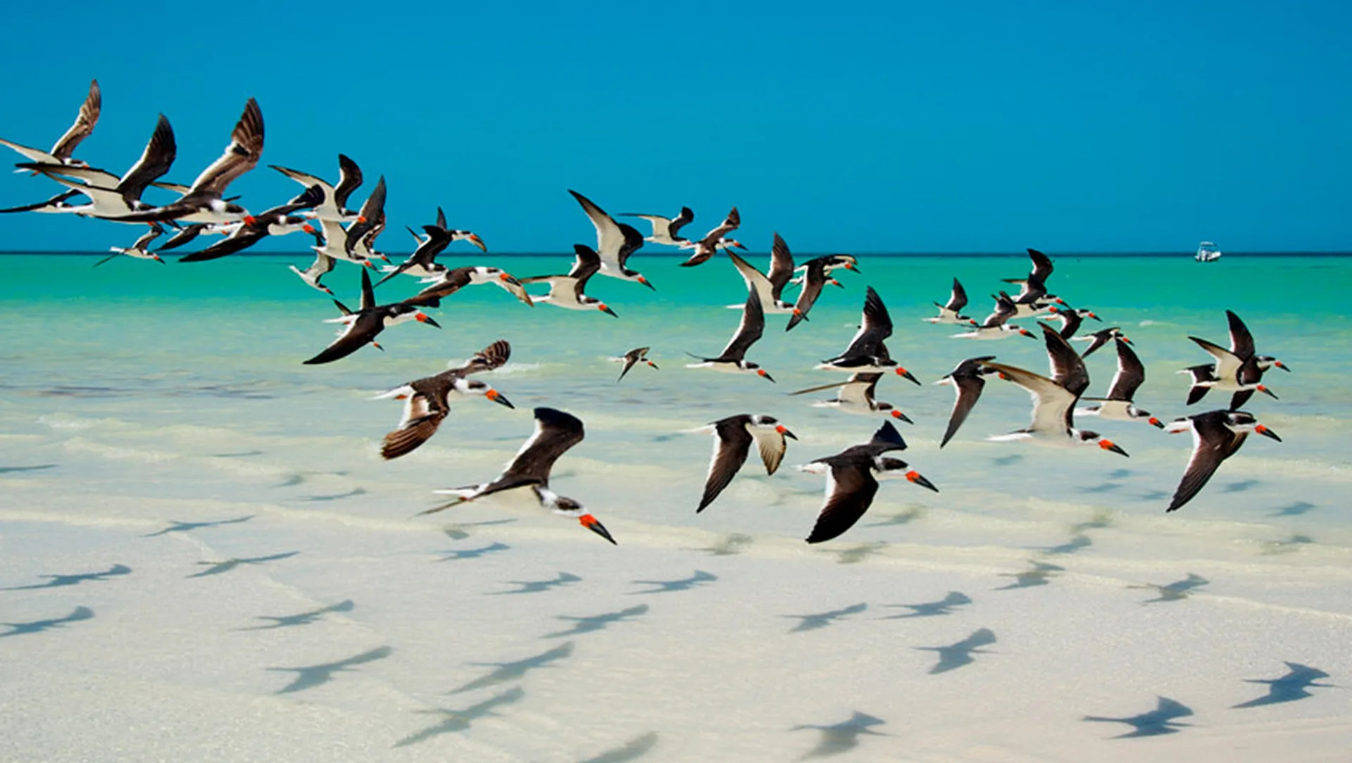 holbox