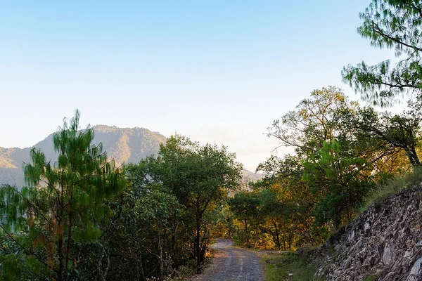 Road to Sierra Lago Resort & Spa through the forest, Mascota, Jalisco