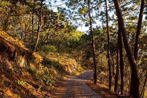 Road to Sierra Lago Resort & Spa through the forest, Mascota, Jalisco