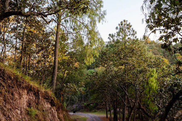 Road to Sierra Lago Resort & Spa through the forest, Mascota, Jalisco