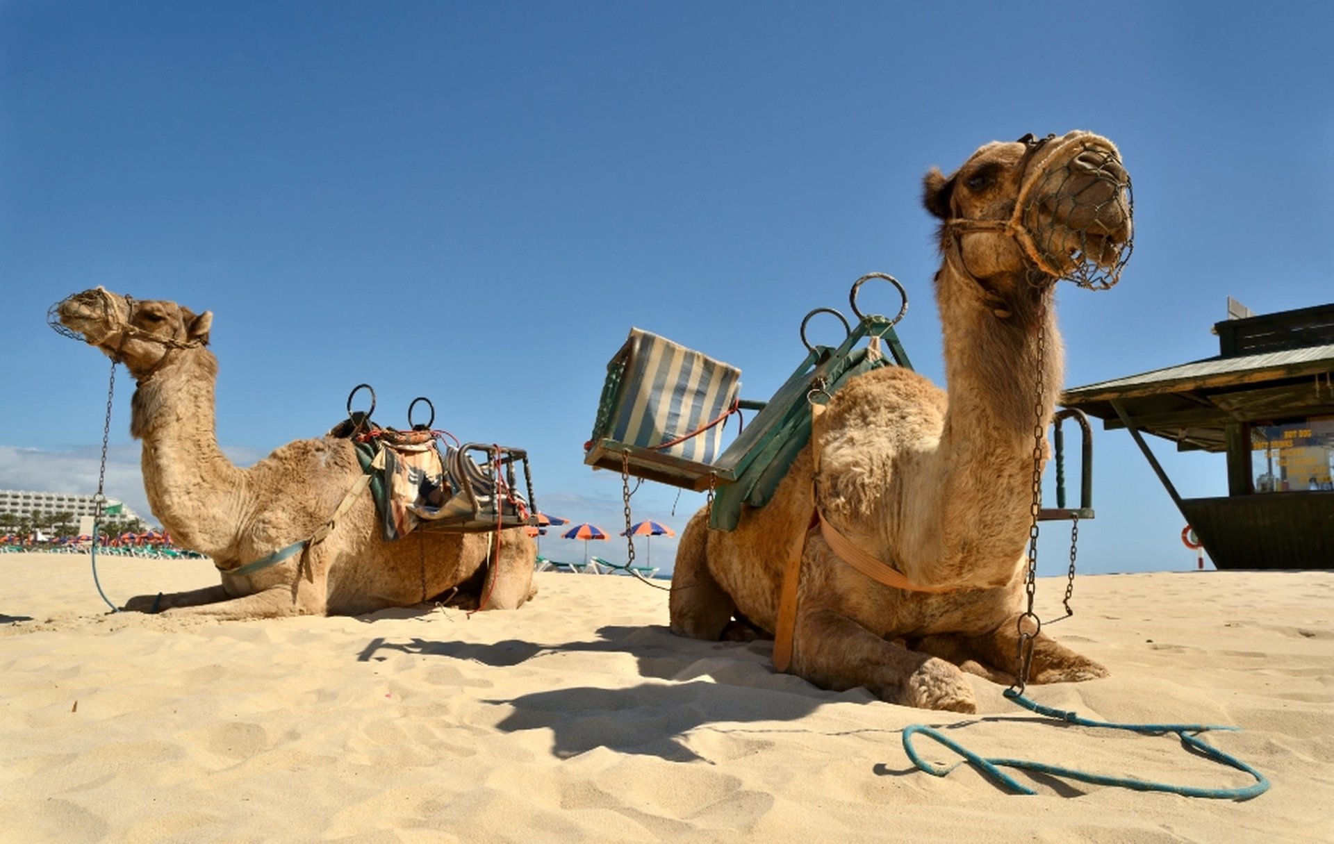 camel tour