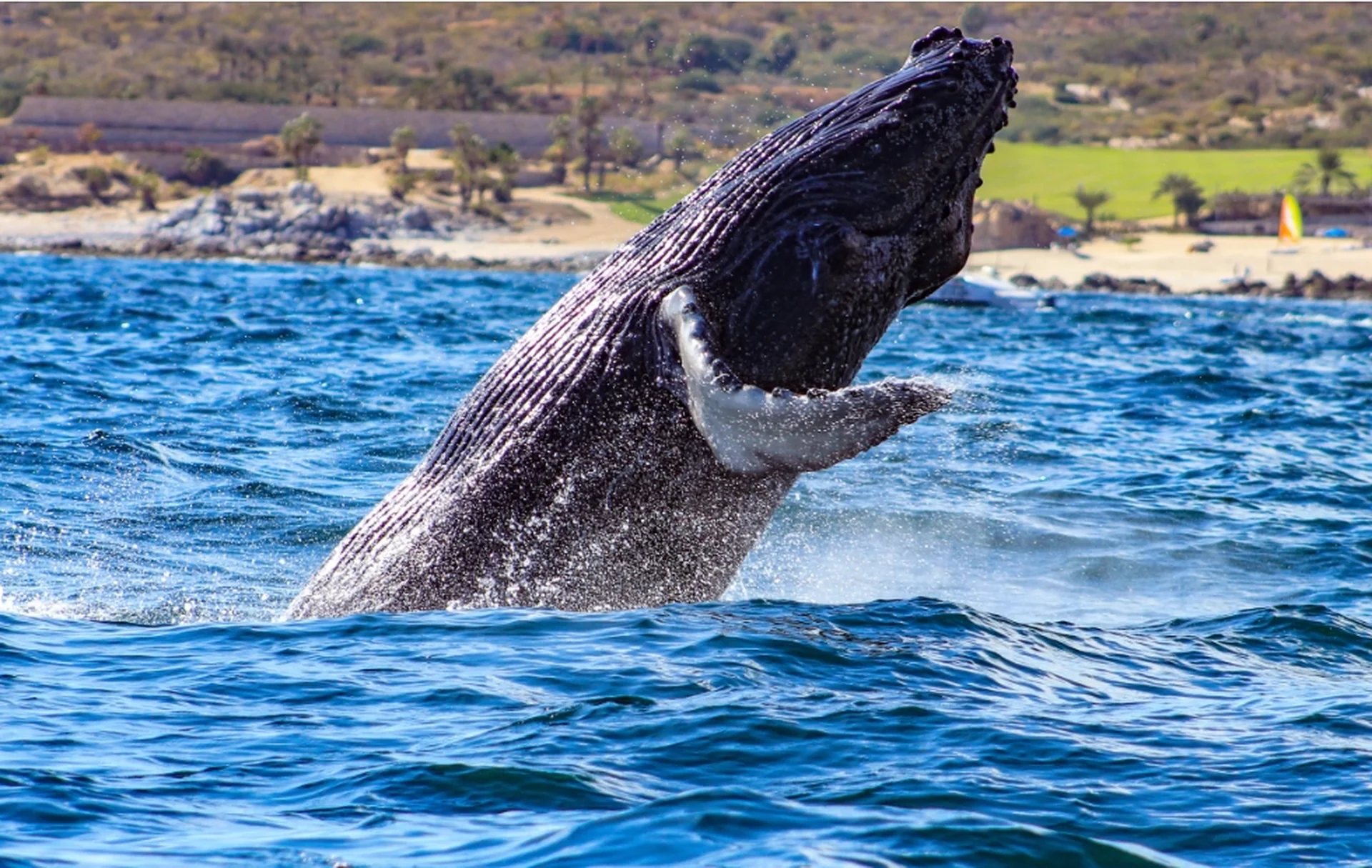 whale watching