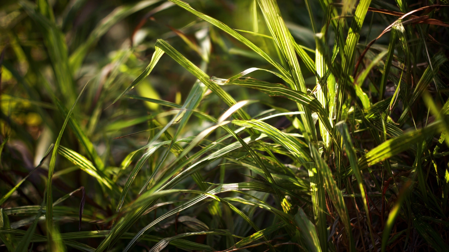 Warm-Season Grass Identification Southern Turf Types