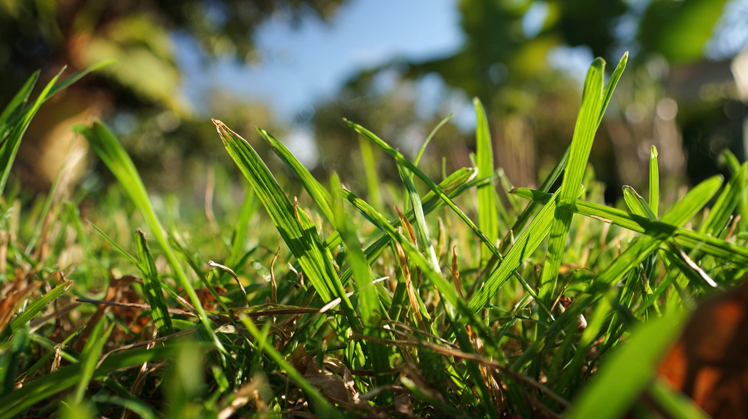 St. Augustine vs Bermuda in DFW