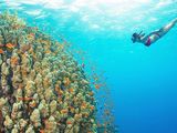 Snorkeling Mnemba Atoll — photo 7