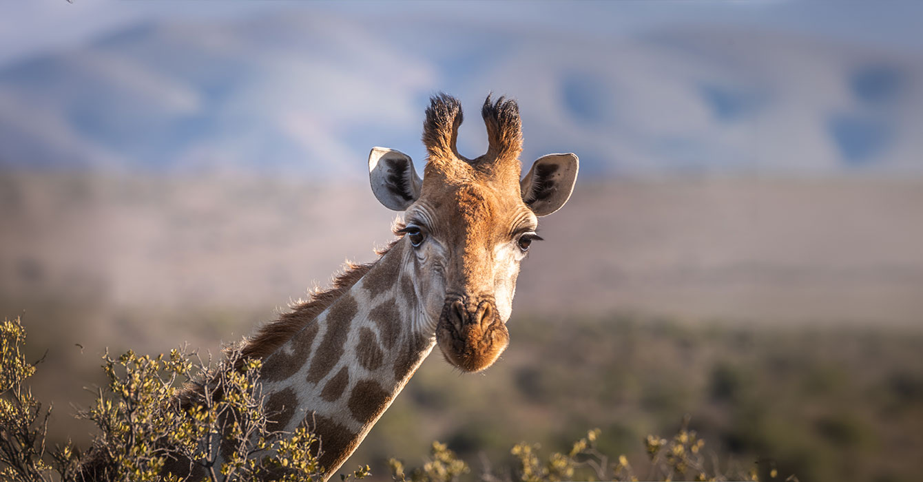 Mkomazi National Park Day Safari — photo 5