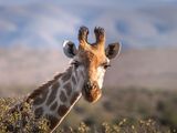 Mkomazi National Park Day Safari — photo 5