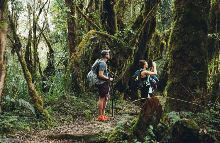 Mount Kilimanjaro Rainforest Hike
