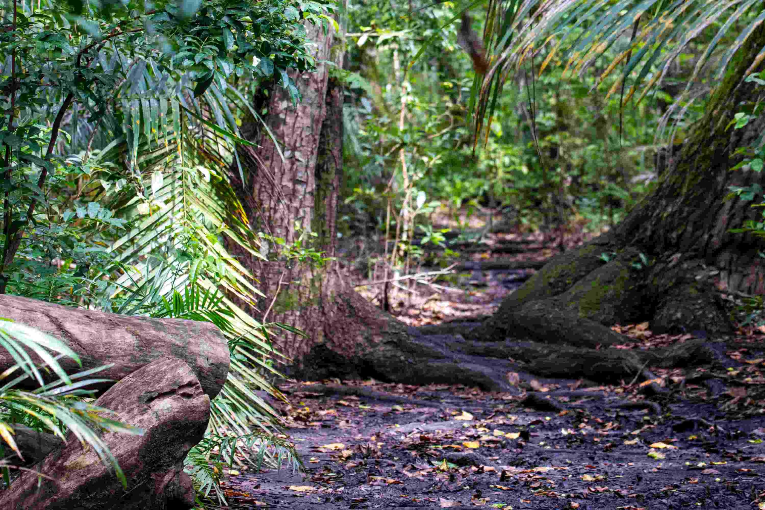 Jozani Forest Tour — photo 3