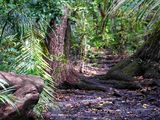 Jozani Forest Tour — photo 3