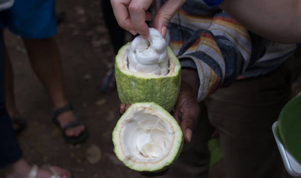 Zanzibar Spice Tour: Visit a Real Working Farm & Cook with a Local Family