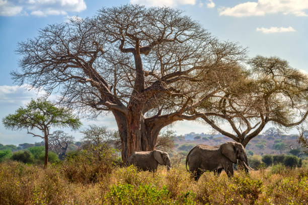 A Big baobab and two elephants, Tarangire.