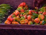 Zanzibar Spice Tour: Visit a Real Working Farm & Cook with a Local Family — photo 2