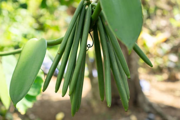 Zanzibar Spice Tour: Visit a Real Working Farm & Cook with a Local Family