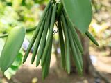 Zanzibar Spice Tour: Visit a Real Working Farm & Cook with a Local Family — photo 3
