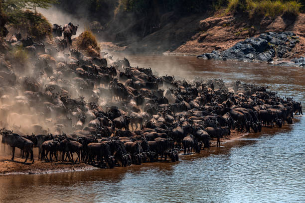 Wildebeest Great Migration. Thirsty wildebeest herd at Mara River.