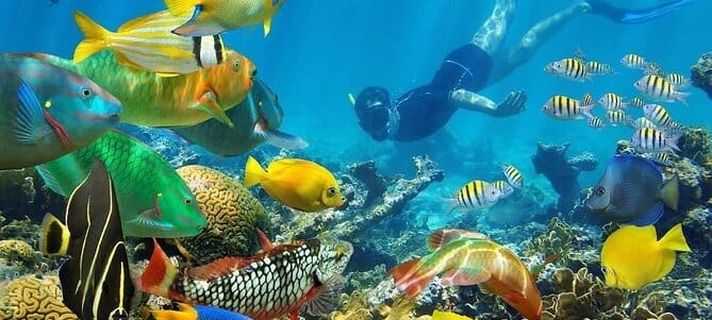 Snorkeling Mnemba Atoll