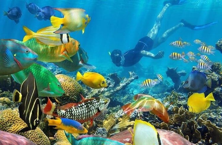 Snorkeling Mnemba Atoll