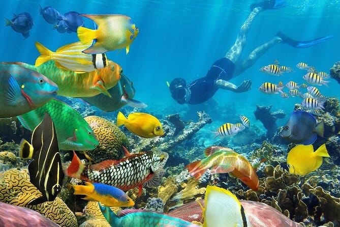 Snorkeling Mnemba Atoll — photo 4