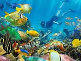 Snorkeling Mnemba Atoll — photo 4