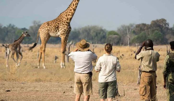 Mkomazi National Park Day Safari — photo 7