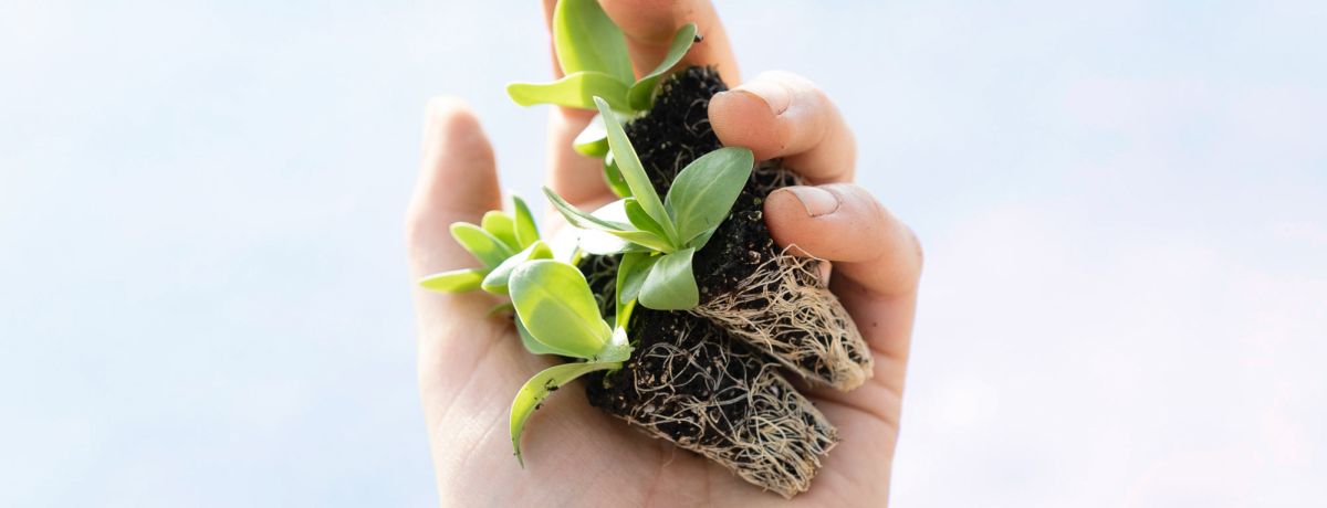 Hand holding green seedlings with exposed roots, symbolizing growth and sustainability for nonprofit foundations served by our accounting firm’s specialized services.