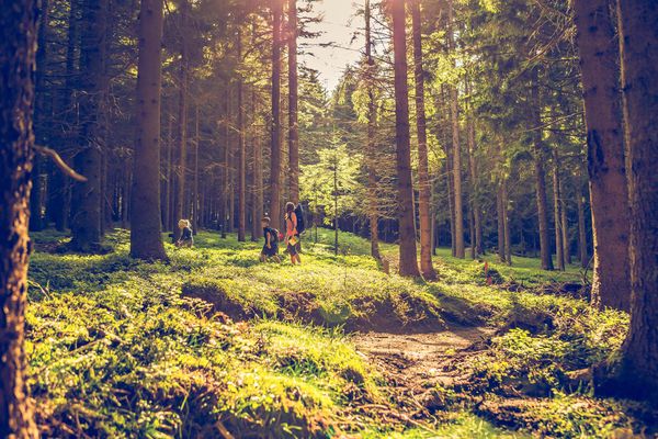 Wald, Sonnenstrahlen, Familie