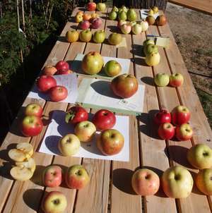 W Streuobst ArcheNoah