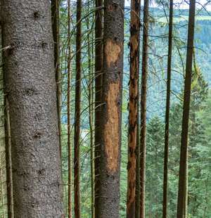 2445 W07 Fichte Kaeferbaum